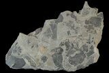 Pennsylvanian Fossil Fern (Macroneuropteris) Plate - Kentucky #181351-1